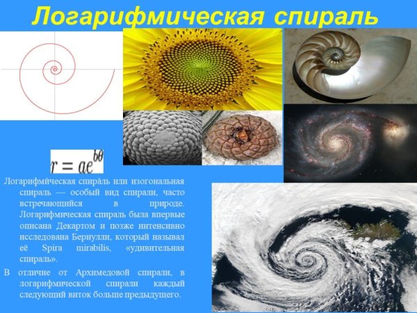 Логарифмическая спираль в природе картинки