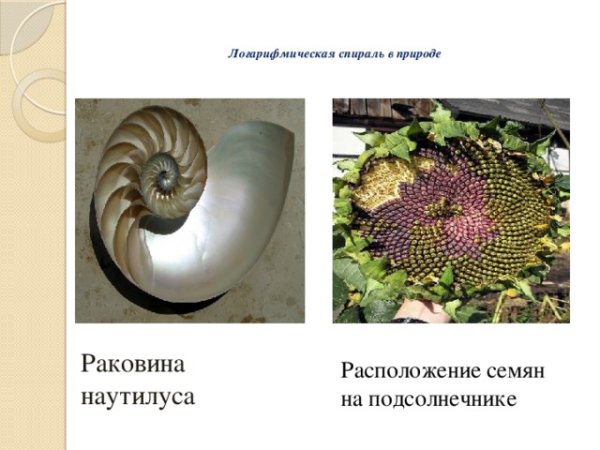Логарифмическая спираль в природе