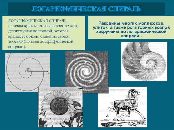 Логарифмы в природе презентация