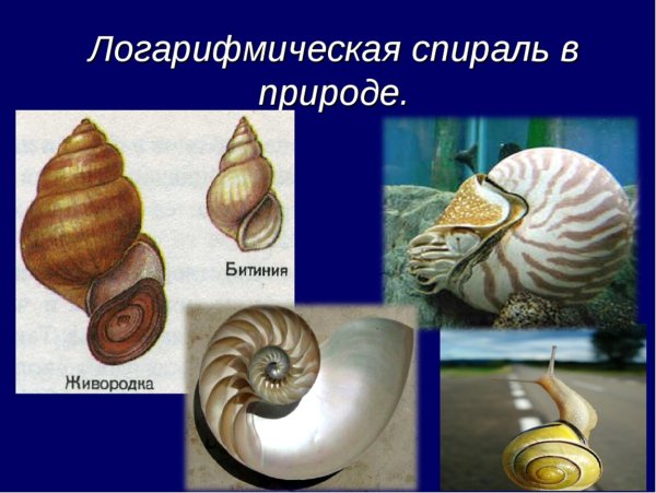 Логарифмы в природе