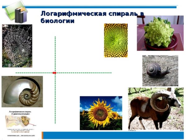 Логарифмическая спираль в кулинарии