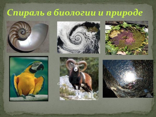 Раковина улитки логарифмическая спираль