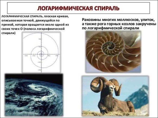 Паутина паука эпейра