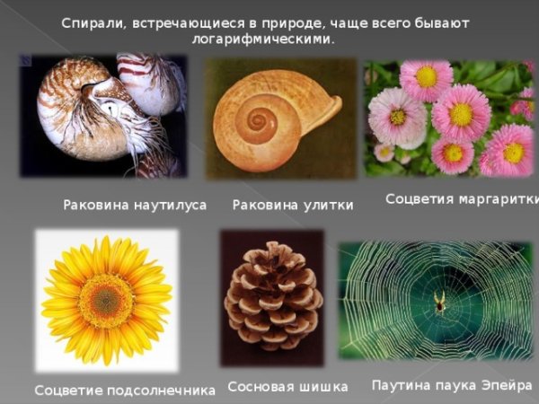 Паук эпейра
