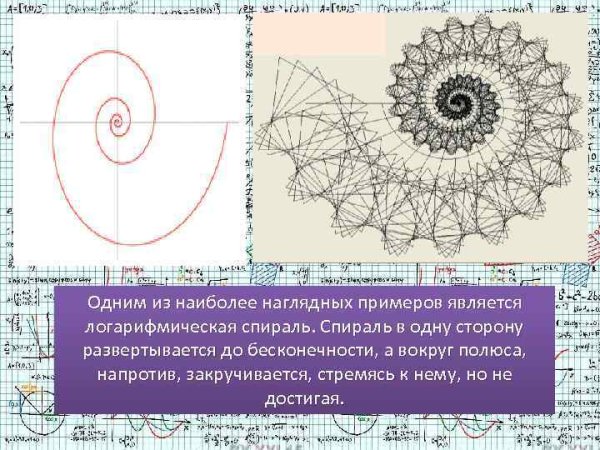 Спираль в природе