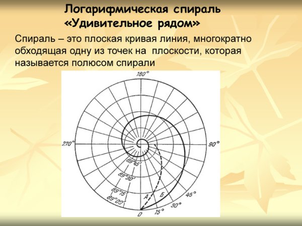 Наутилус золотое сечение