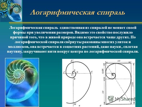 Паутина паука золотое сечение