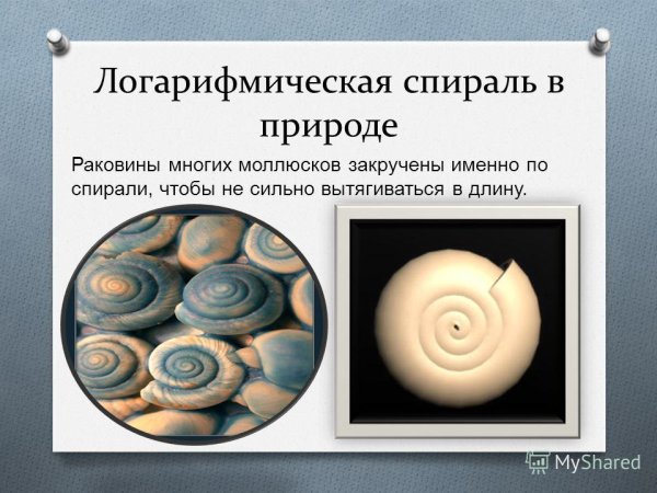 Числа Фибоначчи подсолнух