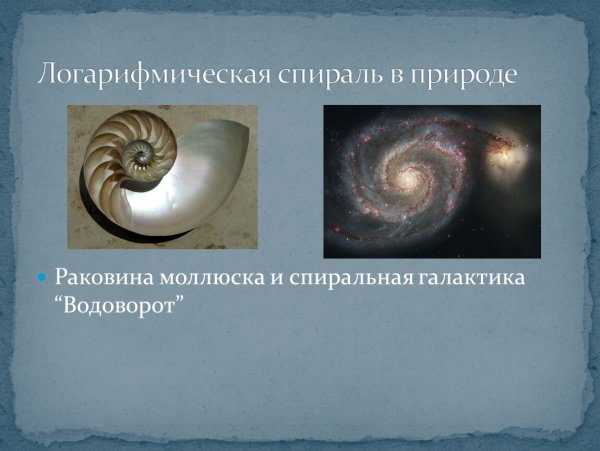 Раковина Наутилуса золотое сечение
