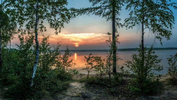 Шторы Березовая роща в леомакс