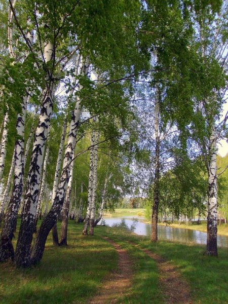 Природа деревня речка Березки