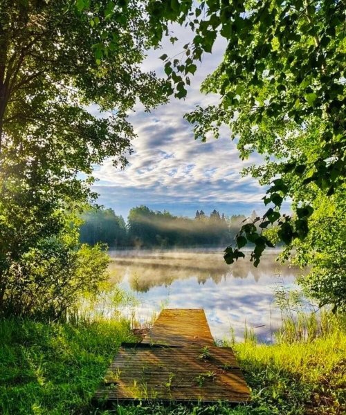 Красивая береза