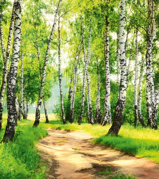 Российские просторы березы Есенин