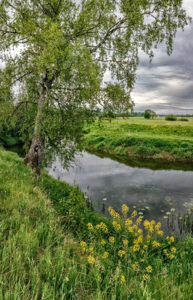 Летний лес