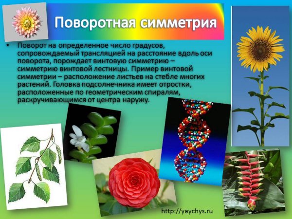 Поворотная симметрия в природе