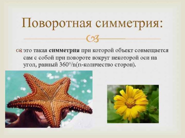 Поворотная симметрия в природе