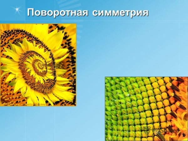 Спиральная Агава