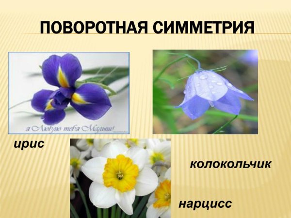 Суккулент Фибоначчи