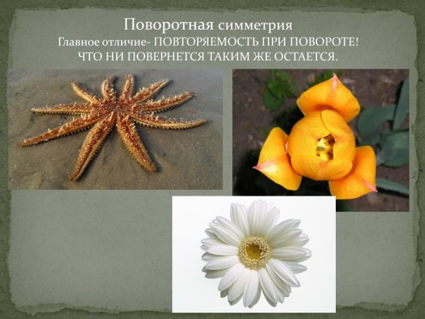 Поворотная симметрия в жизни