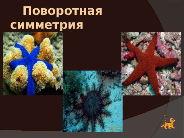 Поворотная симметрия в природе