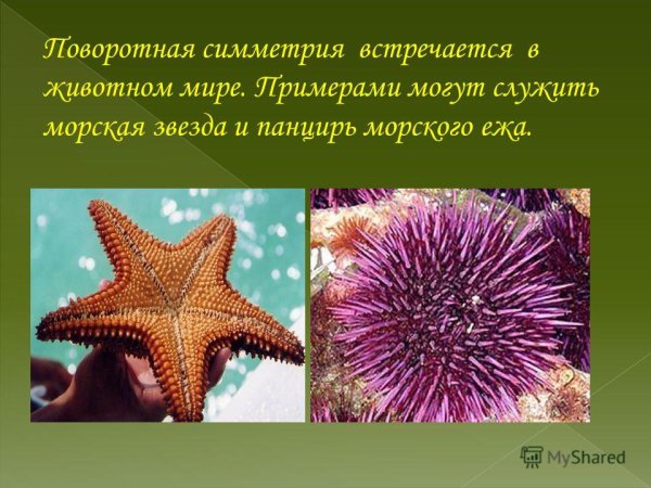Поворотная симметрия в природе