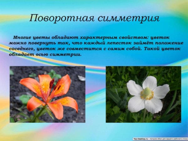 Алоэ спиралевидное