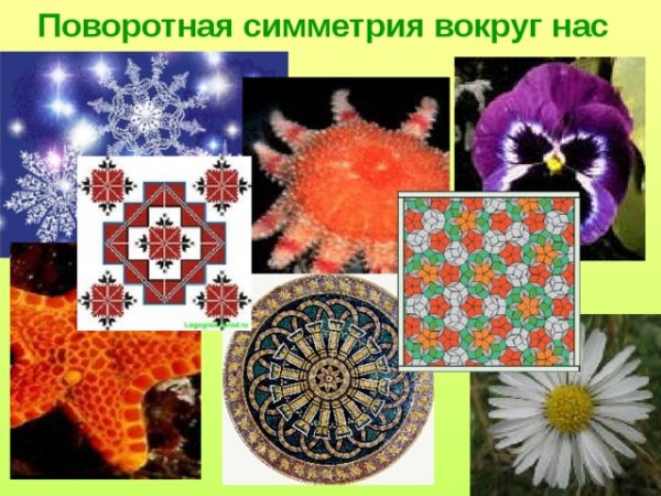 Симметрия растений