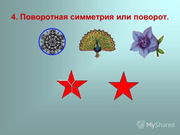 Алоэ Филлотаксис