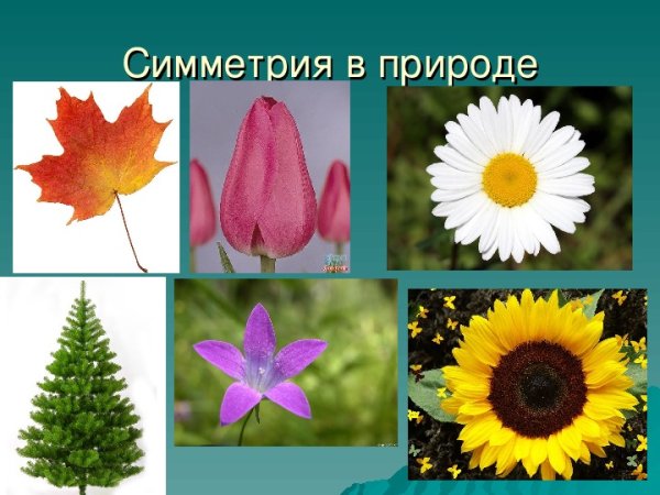Поворотная симметрия в природе