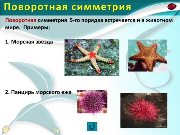 Симметрия растений