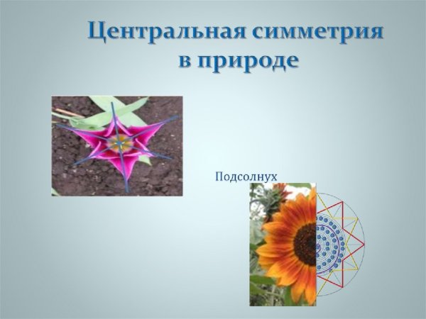 Поворотная симметрия в природе