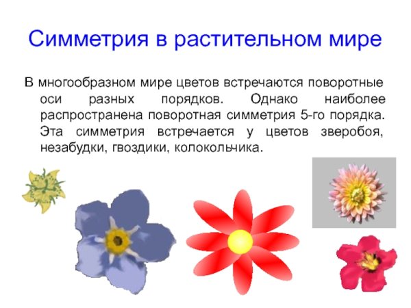 Суккулент симметричный
