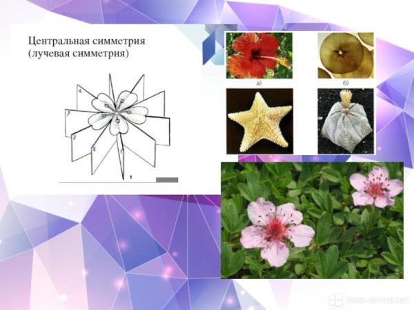 Алоэ Филлотаксис