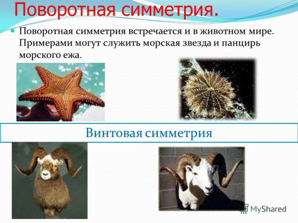 Поворотная симметрия
