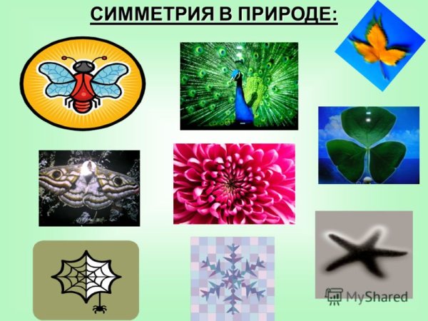 Поворотная симметрия. В живой природе