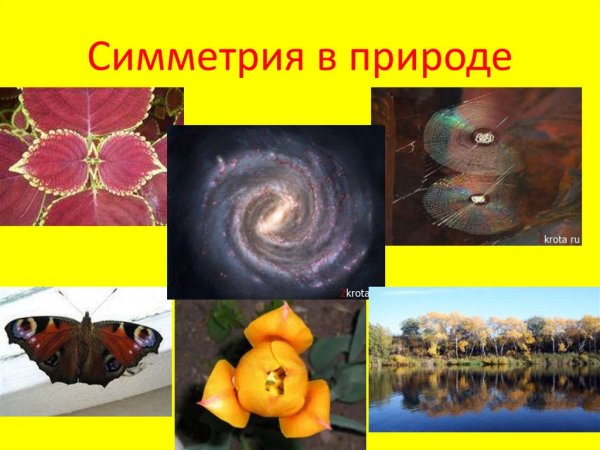 Геометрия в природе