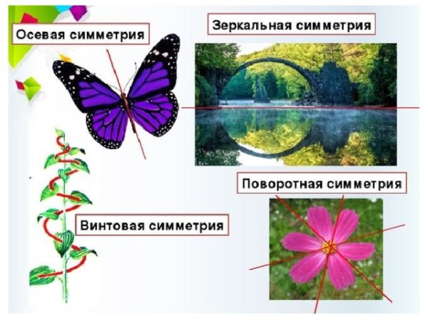 Поворотная симметрия примеры в природе