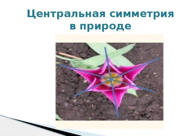 Страстоцвет голубой