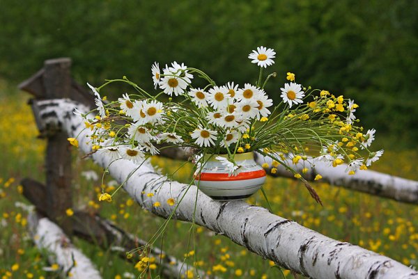 Доброе утро позитивные с животными