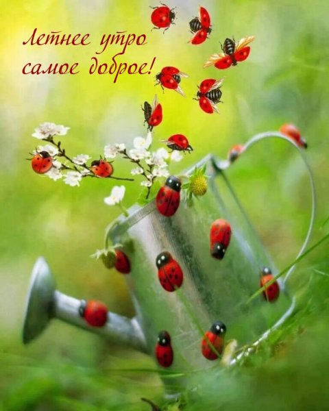 Доброе утро команда