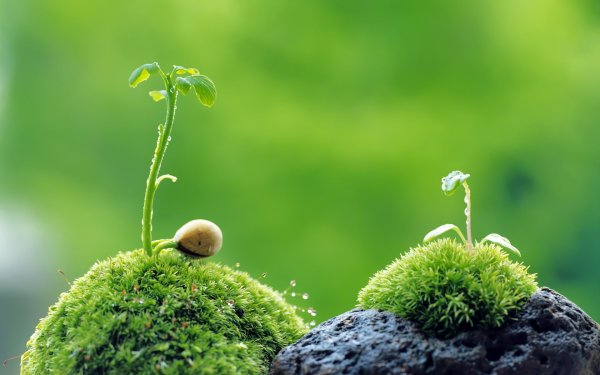Живая и неживая природа 2 класс