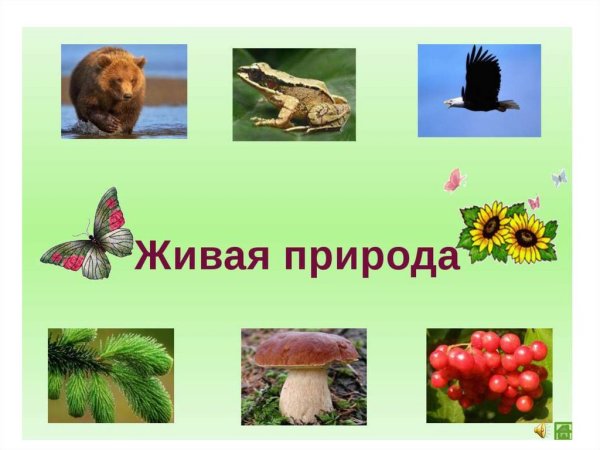 Предметы неживой природы