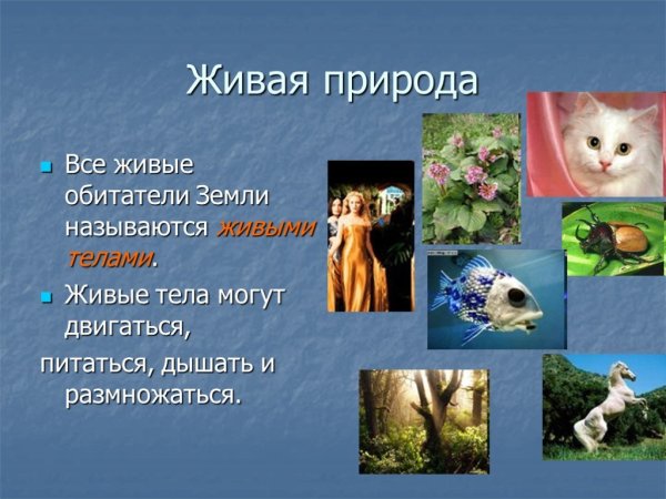 Растения и животные