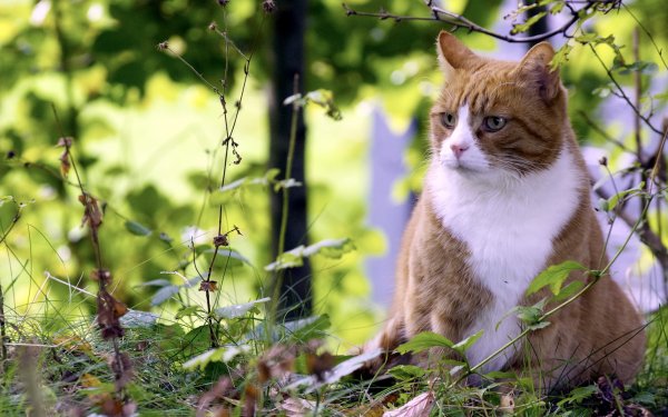 Котик на фоне природы