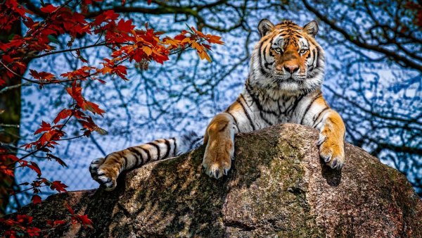 Природа с животными