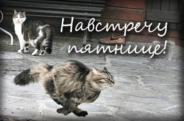 С пятницей прикольные