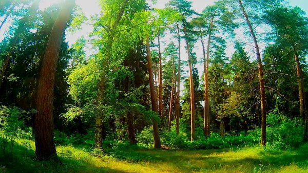 Малиновка певчая птица