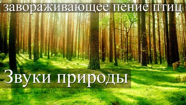 Соловей Соловей Пташечка
