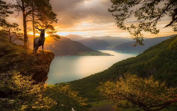 Красивая природа с волками