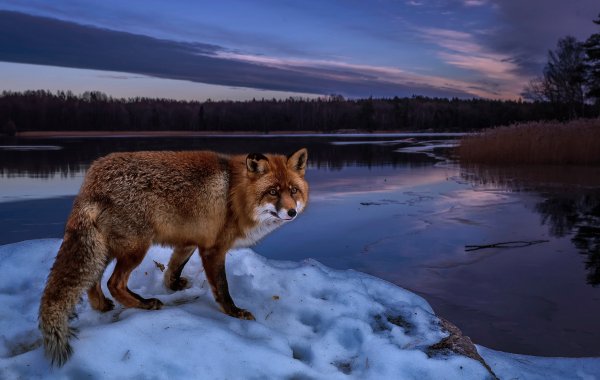 Весна животные